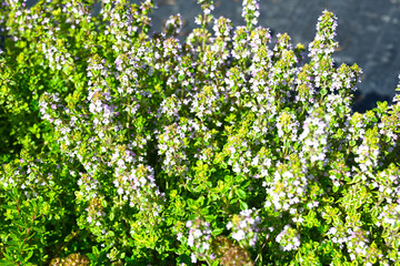 Fototapeta na wymiar Thyme or Thymus vulgaris - perennial herb with tiny aromatic leaves. Macro image of fresh green thyme growing outdoors in the garden, selective focus.