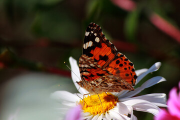 butterfly on flower