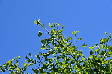 Ginkgo biloba green leaves on a tree in Chine,