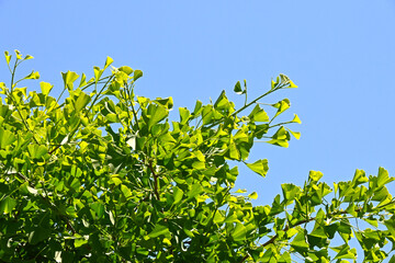 Ginkgo biloba green leaves on a tree in Chine,