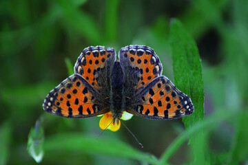 butterfly on a flower