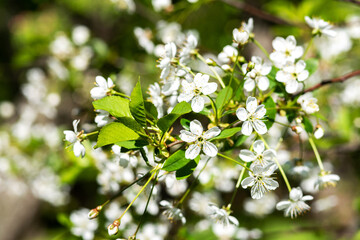Blooming branches of a cherry tree background a blue sky background closeup. A spring tree blooms with white petals in a garden or park	