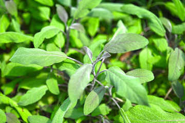 Fototapeta na wymiar Close-up of sage plant in herb garden used for cooking. Homegrown and aromatic herb in old clay pot. Set of culinary herb. Green growing sage.