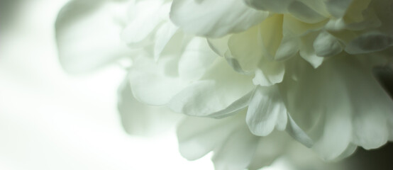 Romantic banner, delicate white peonies flowers close-up. - obrazy, fototapety, plakaty