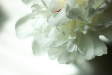 Romantic banner, delicate white peonies flowers close-up.