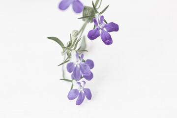 Little blue flowers, blue lobelia on white background. Mock up, copy space