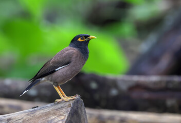 The common myna or Indian myna, sometimes spelled mynah, is a bird in the family Sturnidae, native...
