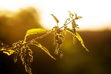 Urtica dioica, often called common nettle, or stinging nettle, or nettle leaf in sunset. Collection of nettle seeds in tsummer for preparation of funds used to normalize potency, glucose concentration