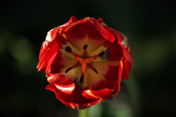 red tulip flower