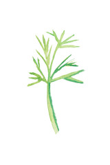 Dill. Watercolor bunch of fresh organic garden herbs. Greens leaf growing from ground. Set of different cooking spices illustration. Hand drawing kitchen plant