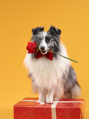 dog on a yellow background. pet's birthday. Marbled Sheltie holding a flower in his mouth 