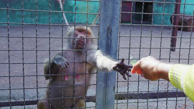 A Visitor To The Zoo Feeds A Monkey With Celery Leaves. The Girl Gives Food To The Monkey Located Behind The Bars Of The Cage. The Concept Of Love And Care For Animals