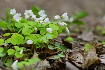 small white flowers. Clearing in the forest