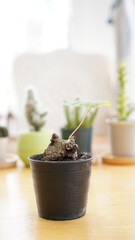 Many small potted cactus in box, planted indoor near window. Cactus in pot arranged in house. Home plant need sunshine to grow.