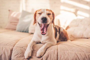 Obraz premium Adorable beagle dog lie down on bed indoors while yawing.