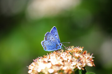 butterfly on a flower