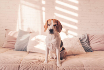Cute beagle dog on the Bed in sunny bright room