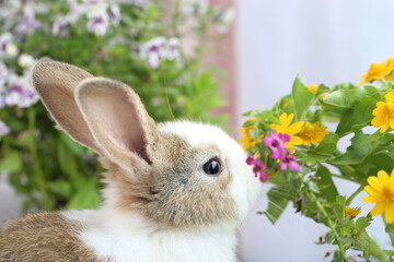 Cute little rabbit on green grass with natural bokeh as background during spring. Young adorable...