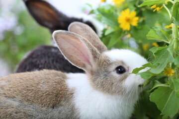 Obraz premium Cute little rabbit on green grass with natural bokeh as background during spring. Young adorable bunny playing in garden. Lovrely pet at park