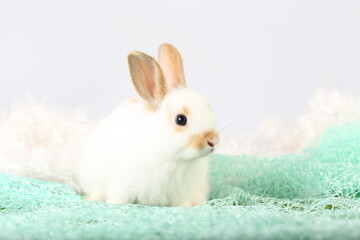 Cute little rabbit on green grass with natural bokeh as background during spring. Young adorable bunny playing on fluffy green cloth as baby bunnly pet in studio.