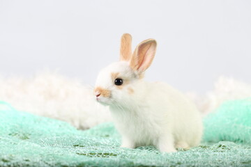 Cute little rabbit on green grass with natural bokeh as background during spring. Young adorable bunny playing on fluffy green cloth as baby bunnly pet in studio.