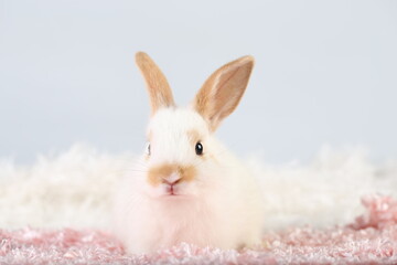 Cute little rabbit on green grass with natural bokeh as background during spring. Young adorable bunny playing on fluffy pink cloth as baby bunnly pet in studio.