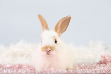 Fototapeta premium Cute little rabbit on green grass with natural bokeh as background during spring. Young adorable bunny playing on fluffy pink cloth as baby bunnly pet in studio.