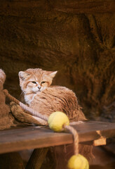 a sleepy sand cat sits indoors. portrait of rare animal