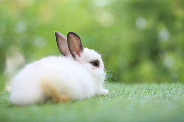 Cute little rabbit on green grass with natural bokeh as background during spring. Young adorable bunny playing in garden. Lovrely pet at park