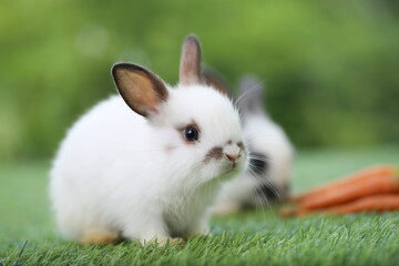 Cute little rabbit on green grass with natural bokeh as background during spring. Young adorable bunny playing in garden. Lovrely pet at park