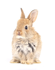 Little adorable rabbit on white background. Young cute bunny in many action and color. Lovely pet...
