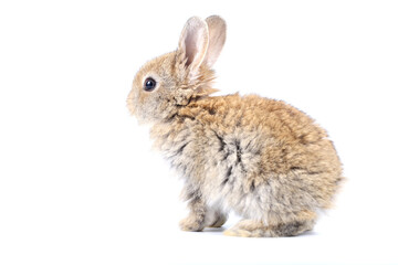 Little adorable rabbit on white background. Young cute bunny in many action and color. Lovely pet...