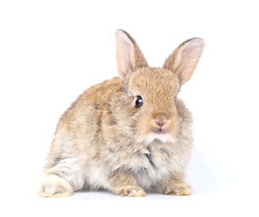 Fototapeta premium Little adorable rabbit on white background. Young cute bunny in many action and color. Lovely pet with fluffy hair. Three litle young baby rabbit brown in action. Fur pet with long ear isolated.