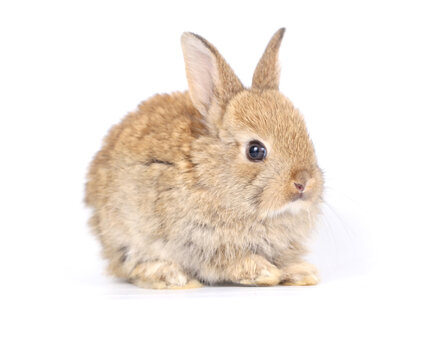 Little adorable rabbit on white background. Young cute bunny in many action and color. Lovely pet with fluffy hair. Three litle young baby rabbit brown in action. Fur pet with long ear isolated.