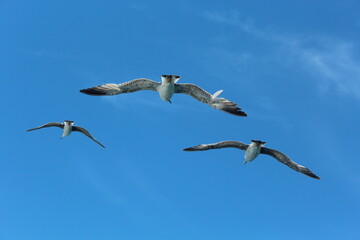 Istanbul Islands, island landscapes, seagulls, cargo ships and sailboats in the sea, black-winged seagulls soaring from the sky, Adalar Istanbul Turkey