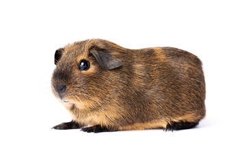 Cute little brown guinea pig isolated on white background. Domestic guinea pig