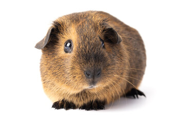 Cute little brown guinea pig isolated on white background. Domestic guinea pig