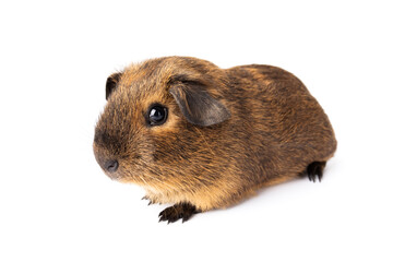 Cute little brown guinea pig isolated on white background. Domestic guinea pig