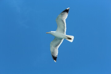 Istanbul Islands, island landscapes, seagulls, cargo ships and sailboats in the sea, black-winged seagulls soaring from the sky, Adalar Istanbul Turkey