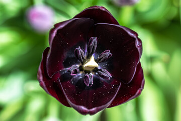 Queen Of The Night Tulip