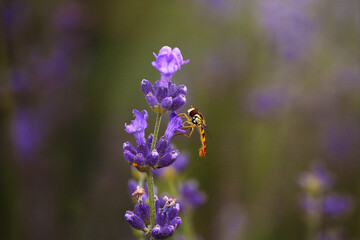 bee on lavender