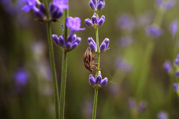 beetle on a flower lavender