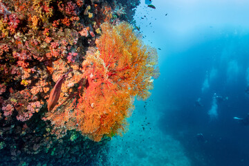 Fototapeta na wymiar Orange coral reef and coral grouper fish or Cephalopholis miniata at North andaman dive site. Exotic underwater landscape in Thailand