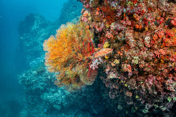 Orange coral reef and coral grouper fish or Cephalopholis miniata at North andaman dive site. Exotic underwater landscape in Thailand