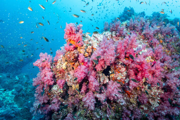 Pink soft coral and fish at Richelieu Rock dive site, North Andaman. Exotic underwater landscape in Thailand