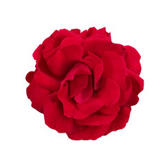 Flower rose red, single, close up, isolated on white background