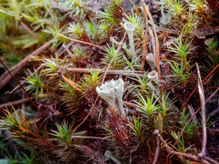 Macro photo of cladonia fimbriata in details