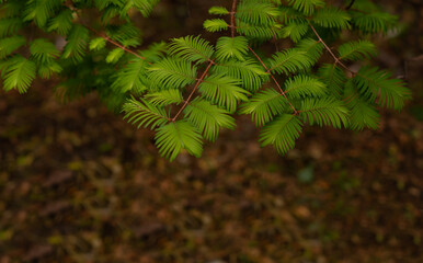 Beautiful green branches in a tropical forest.