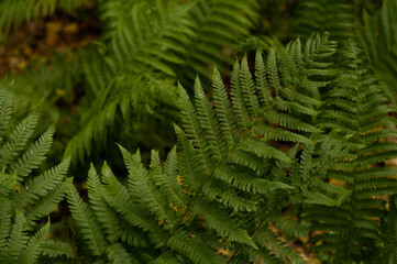 Beautiful green fern branches in the rainforest.