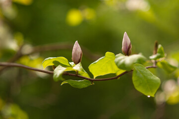 Two rose magnolia buds on a branch.